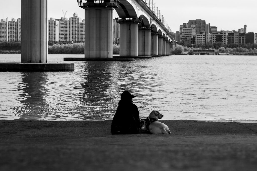 A park on the Han River in dog-friendly Seoul
