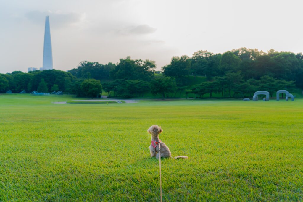 Dog in Seoul looking at Lotte Tower